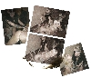 Filename=post09.gif
Filesize=244KB
Dimensions=800x694
Date added=Oct 10, 2009 post09.gif